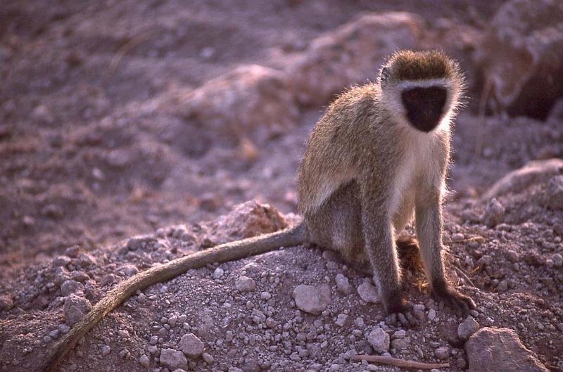 WT 1400 211-21 Kenya.jpg